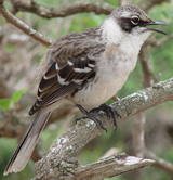 Galapagos Mockingbird