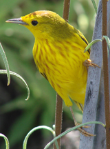 Mangrove Warbler