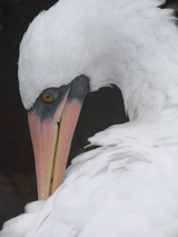 Nazca Booby