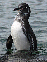 Galapagos Penguin