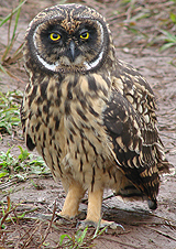 Short-eared Owl