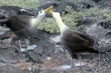 Waved Albatross