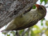 Woodpecker Finch 