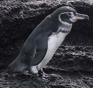 Galpagos Penguin