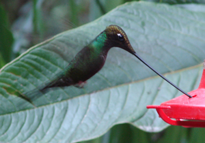 Sword-billed Hummingbird