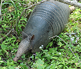 Armadillo