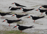 Black Skimmers