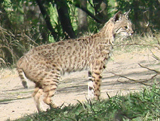 Bobcat