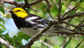 Golden-cheeked Warbler.Photo  Gina Nichol 