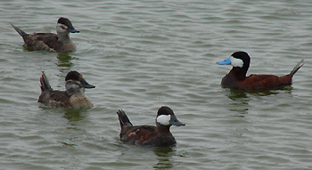 Ruddy Ducks