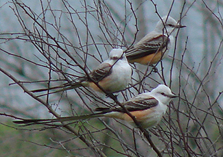 Scissor-tailed Flycatchers