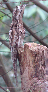 Common Potoo