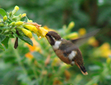 Purple-throated