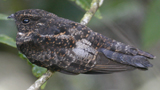 Blackish Nightjar