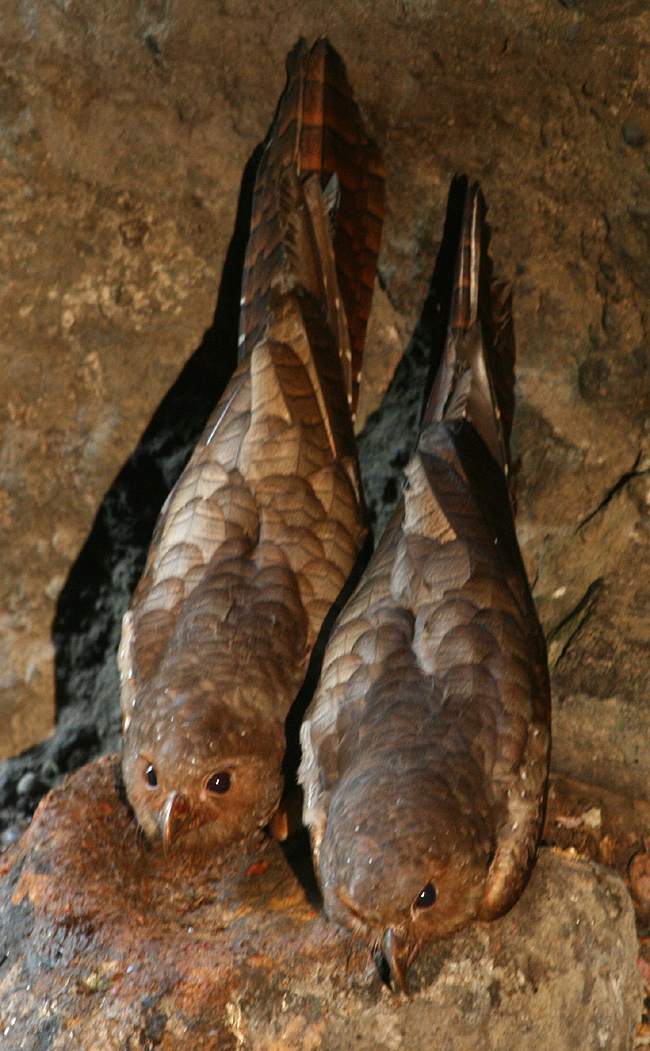 Oilbirds