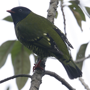 Barred Fruiteater by Steve Bird