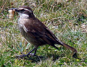 Stout-billed Cinclodes