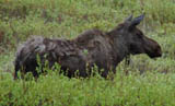 Moose Photo by Gina Nichol