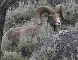 Bighorn Sheep