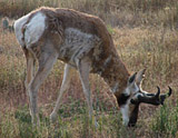 Pronghorn Antelope