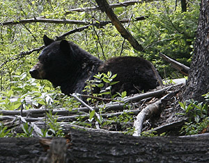 Black Bear