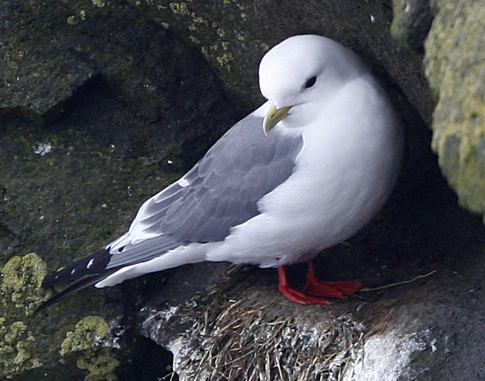 Red-legged Kittiwake. Photo  Steve Bird