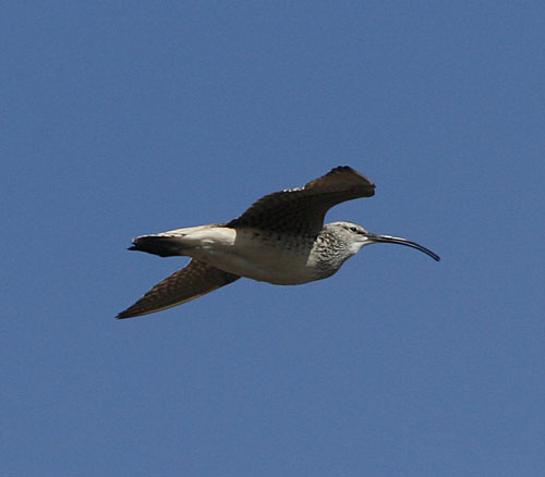 Bristle-thighed Curlew