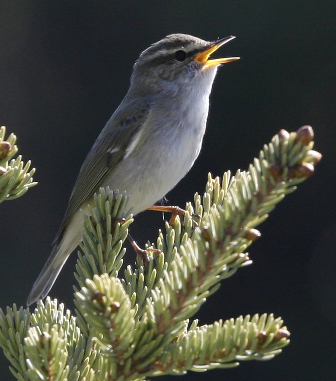 Arctic Warbler. Photo by Steve Bird.