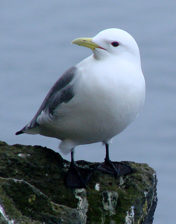 Black-legged Kittiwake. Photo by Gina Nichol