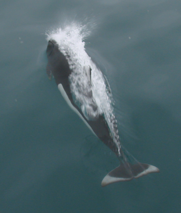 Dall's Porpoise. Photo by Steve Bird.