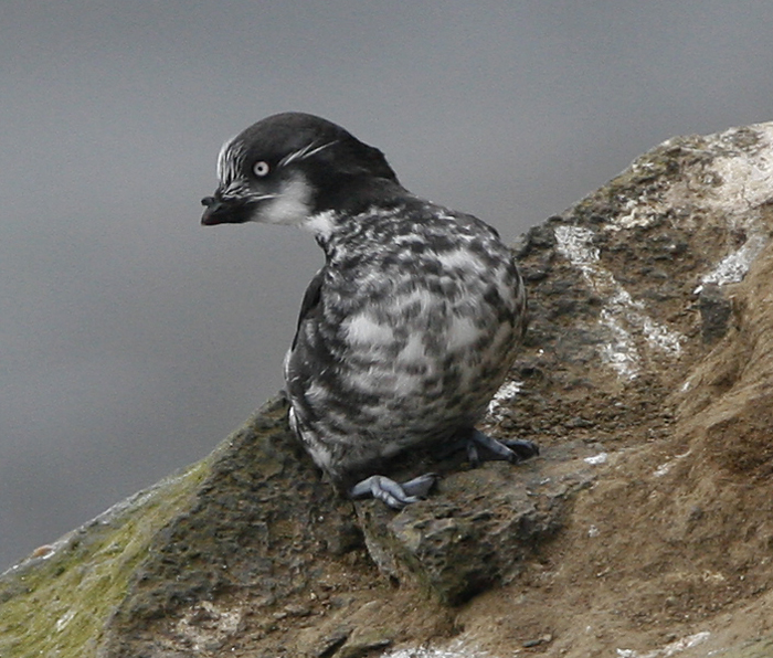 Least Auklet. Photo by Steve Bird. 