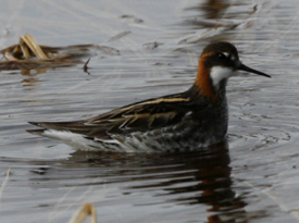 Red-necked Phalarope by Steve Bird.