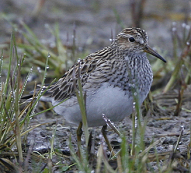 Pectoral Sandpiper by Steve Bird.