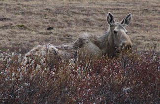 Moose by Gina Nichol