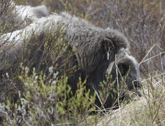 Musk Ox by Steve Bird