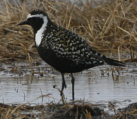 American Golden Plover by Steve Bird