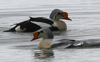 King Eiders by Steve Bird. 