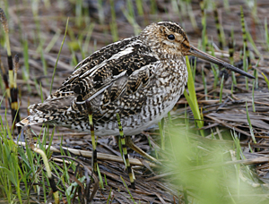 Common Snipe by Steve Bird.