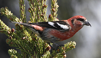 White-winged Crossbill by Steve Bird.