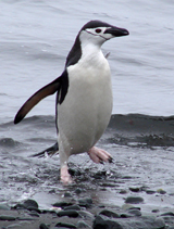 Chinstrap Penguin