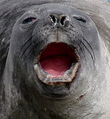 Elephant Seal