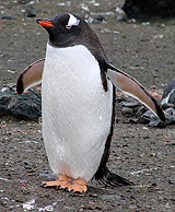 Gentoo Penguin