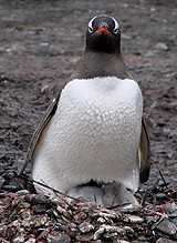 Gentoo Penguin