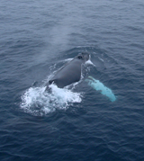 Humpback Whale