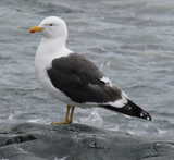 Kelp Gull