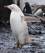 Gentoo Penguin