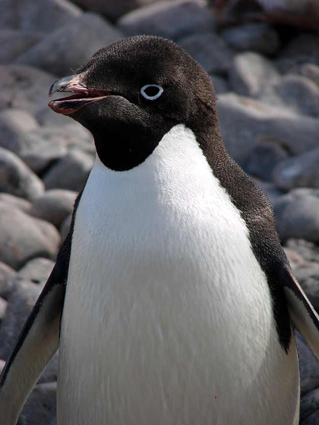 Antarctica / Adelie Penguin