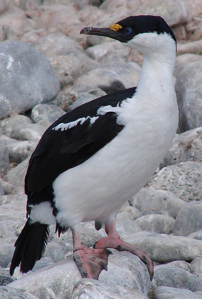 Antarctica / Antarctic Shag