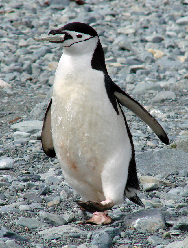 Antarctica / Chinstrap Penguin