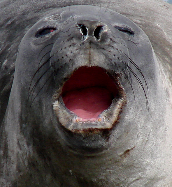 Antarctica / Elephant Seal